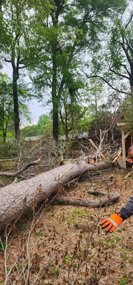 Affordable yard maintenance in Marshall, TX - Yayo's Tree & Forestry Services