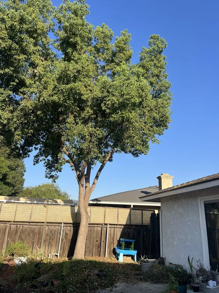 Custom residential landscaping in Fresno, CA - Ybarras Landscaping and Yard Maintenance