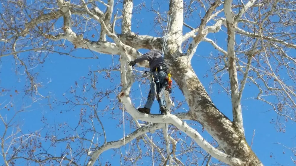 Reliable outdoor landscaping with custom design in Zanesville, OH by Ycity Tree Care