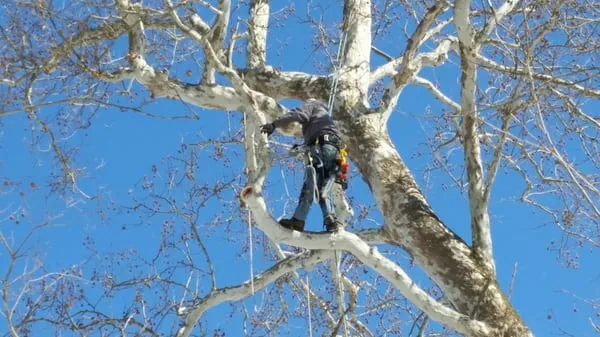 Ycity Tree Care Logo