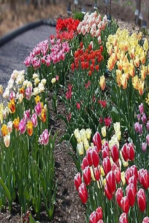 Affordable yard cleanup service for homes in Frankfort, IL by Y&D Maintenance