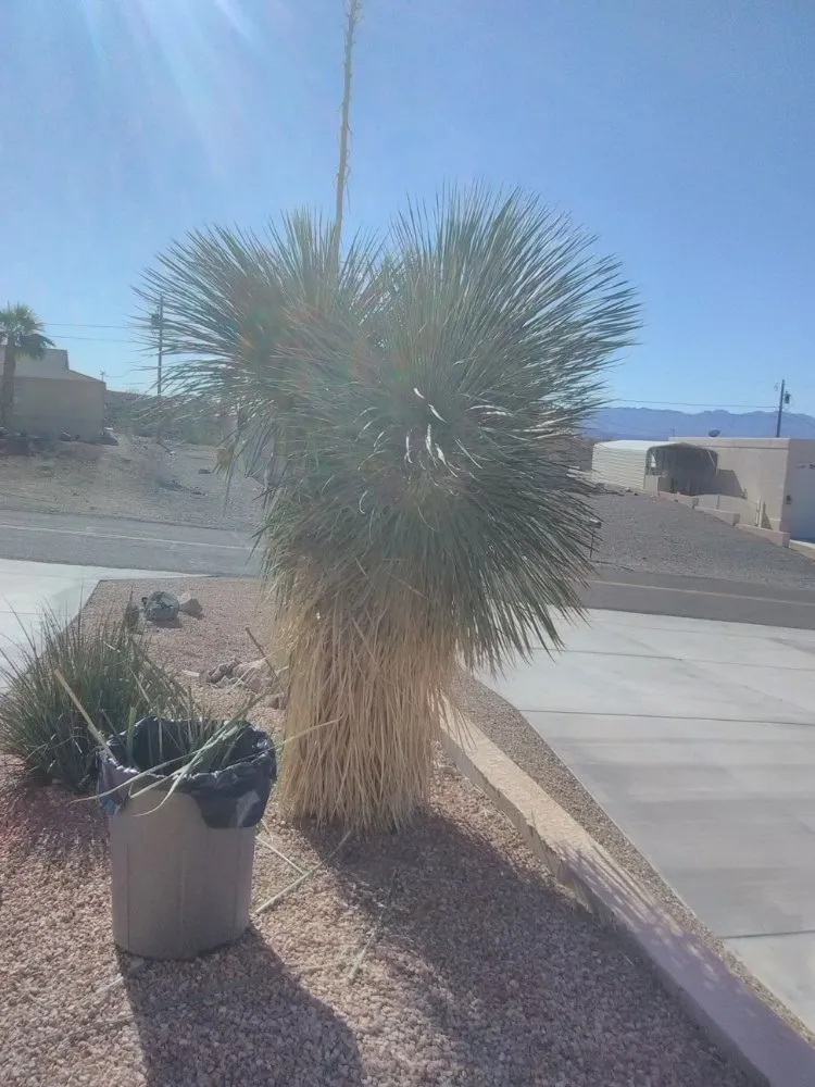 Affordable lawn mowing service experts serving Lake Havasu City, AZ - Year Round Landscaping