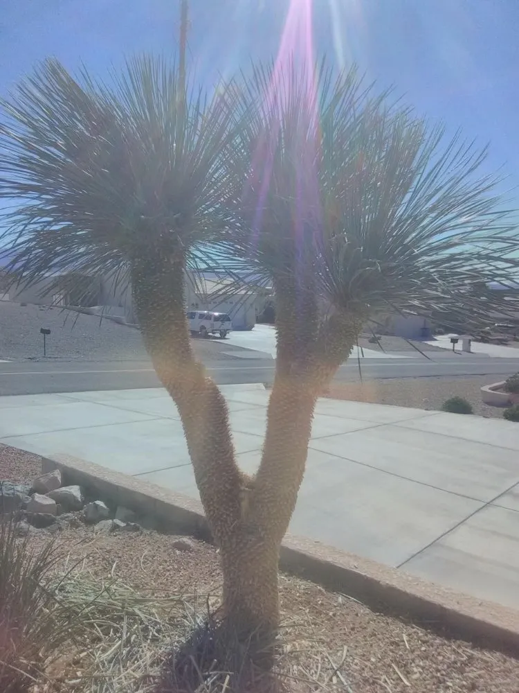 Local residential landscaping in Lake Havasu City, AZ by Year Round Landscaping