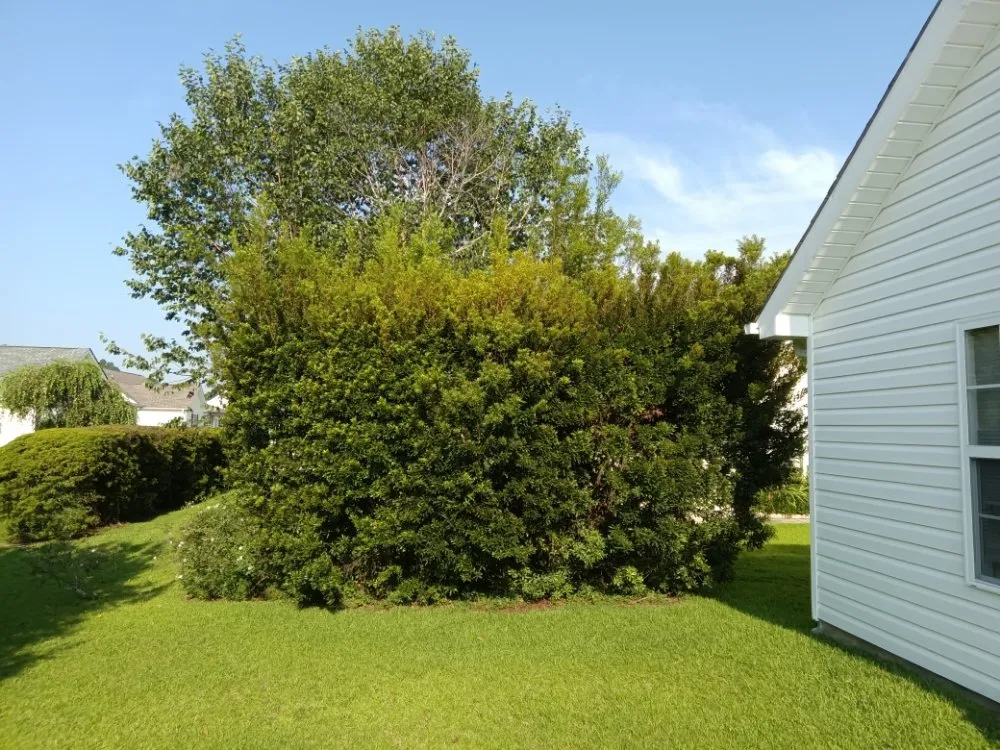 Professional yard cleanup service for year-round maintenance in Sunset Beach, NC by Year Round Lawn & Landscape