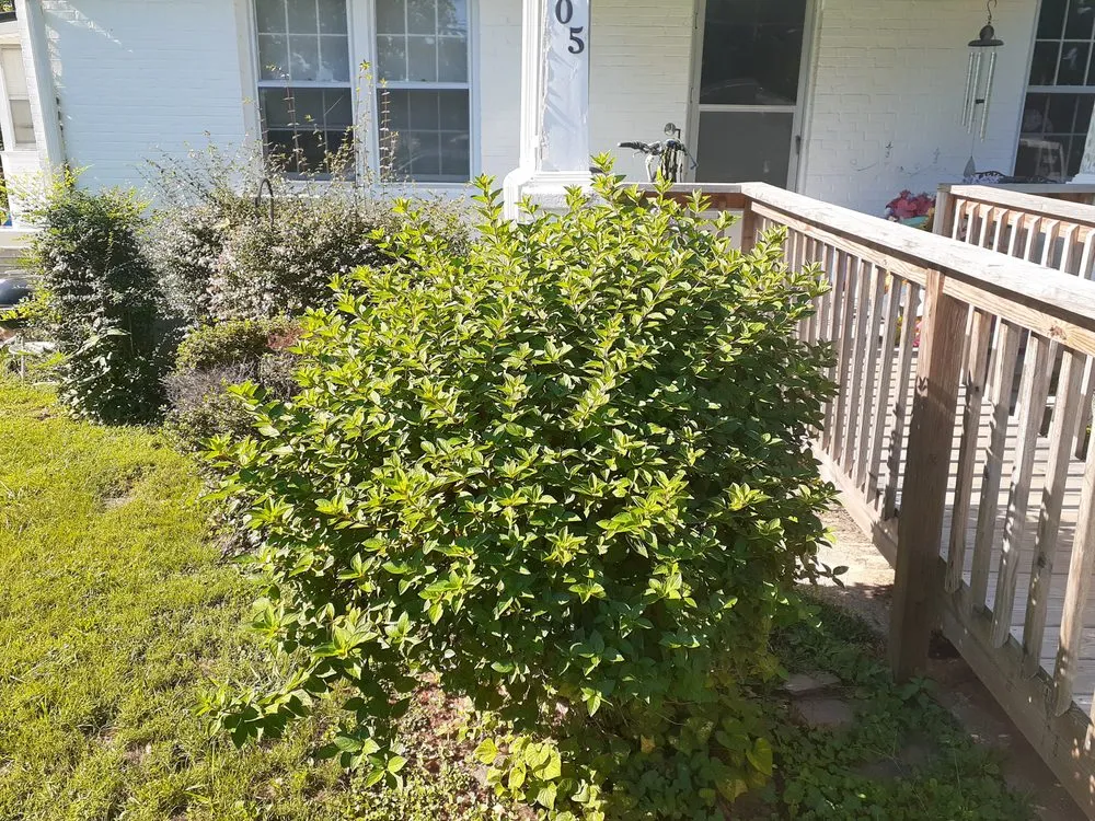 Reliable yard cleanup service in Gretna, VA by Yeatts landscaping and handyman service