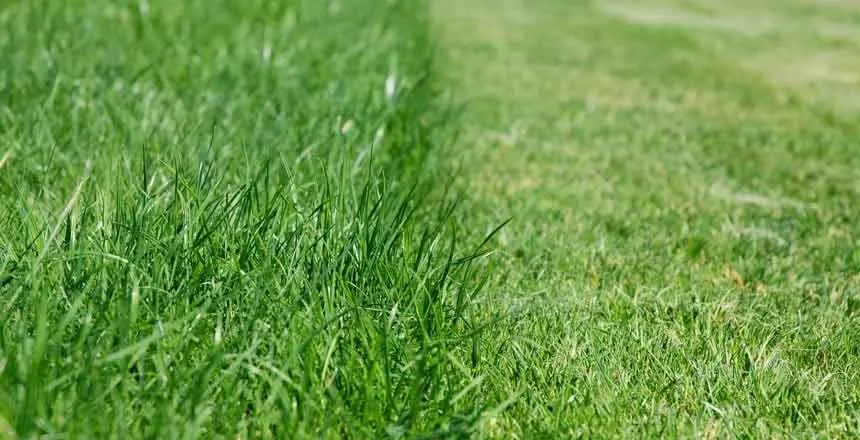 Professional landscape installation in Jacksonville, FL by Yella Fella's Custom Lawn Care