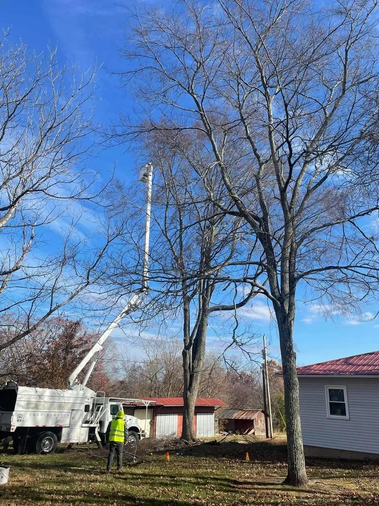 Affordable yard cleanup service experts serving Dickson, TN - Yellow Creek Tree & Land Management