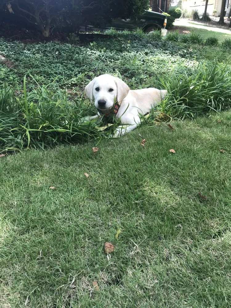 Trusted lawn mowing service in Travelers Rest, SC by Yellow Dog Lawn Care