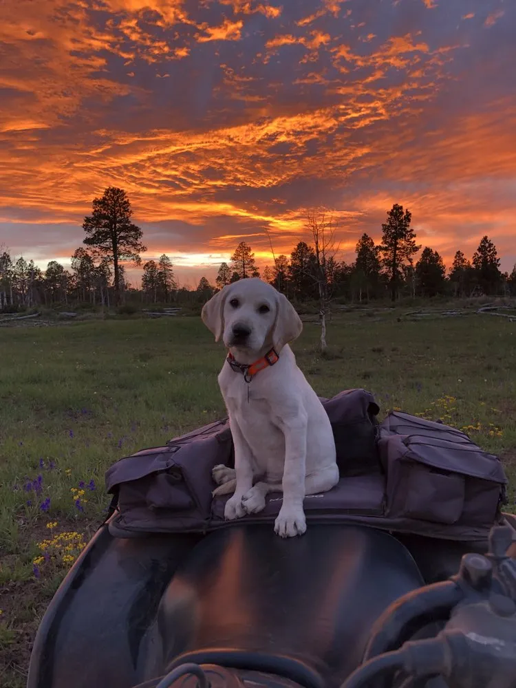 Trusted residential landscaping near you across Travelers Rest, SC - Yellow Dog Lawn Care