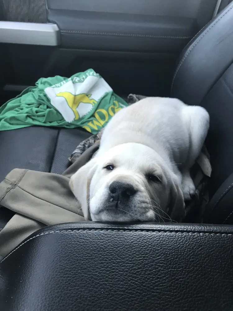 Reliable landscape installation in Travelers Rest, SC by Yellow Dog Lawn Care