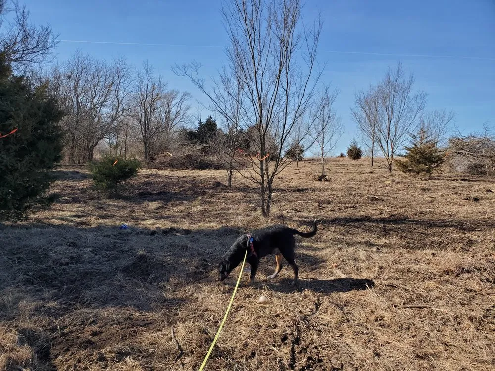 Expert residential landscaping experts serving Augusta, KS - Yellow Flower