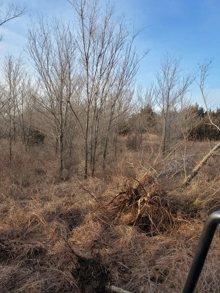 Affordable yard maintenance in Augusta, KS - Yellow Flower