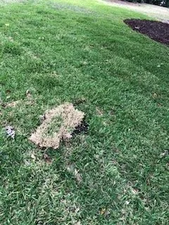 Trusted yard maintenance in Shalimar, FL - Yellow Jacket Landscaping