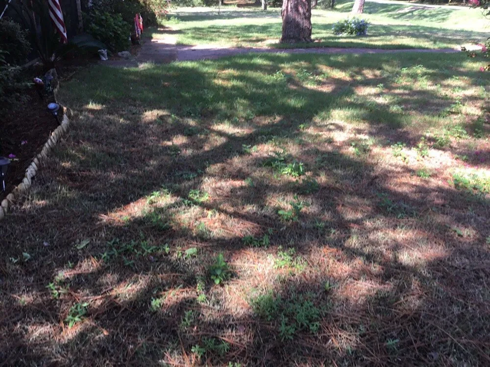 Local landscape installation experts serving Shalimar, FL - Yellow Jacket Landscaping