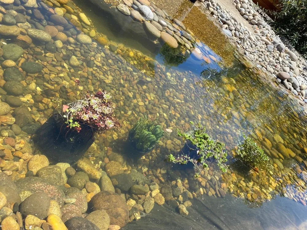 Affordable landscape installation for year-round maintenance across San Rafael, CA - Yellow Lotus Water Gardens