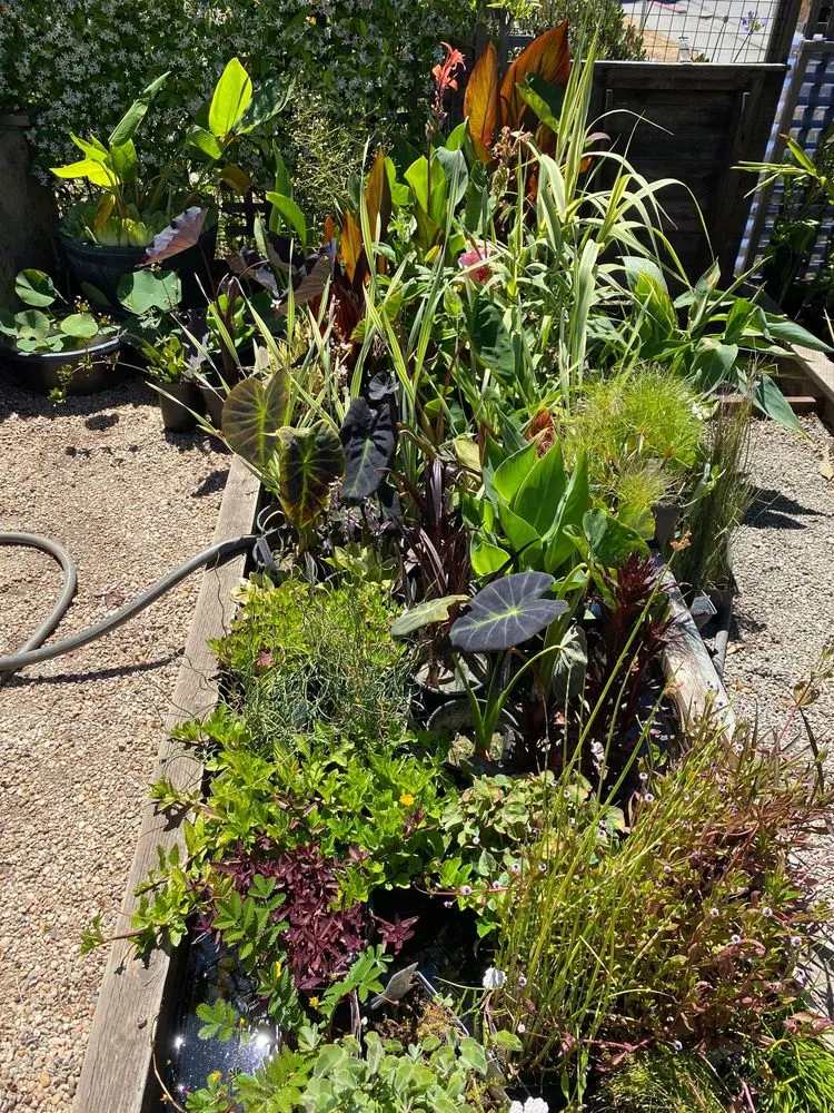Affordable outdoor landscaping for outdoor upgrades in San Rafael, CA by Yellow Lotus Water Gardens