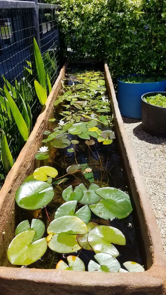 Affordable garden landscaping for outdoor upgrades in San Rafael, CA by Yellow Lotus Water Gardens
