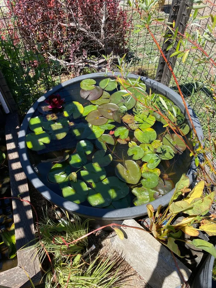 Trusted garden landscaping experts serving San Rafael, CA - Yellow Lotus Water Gardens