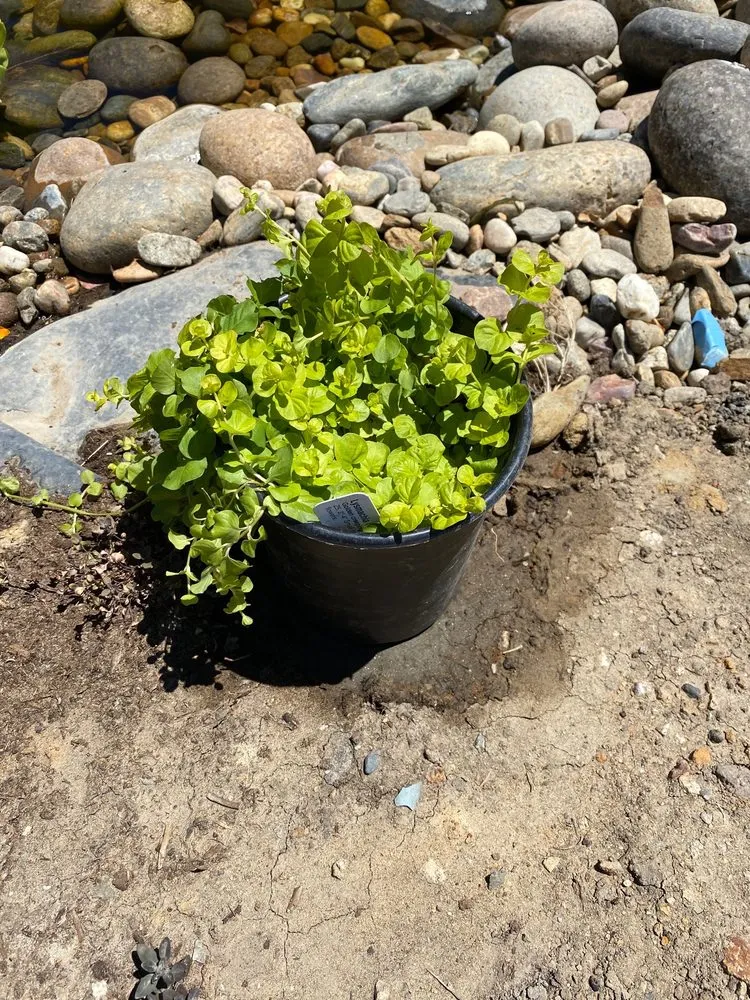 Affordable residential landscaping experts serving San Rafael, CA - Yellow Lotus Water Gardens