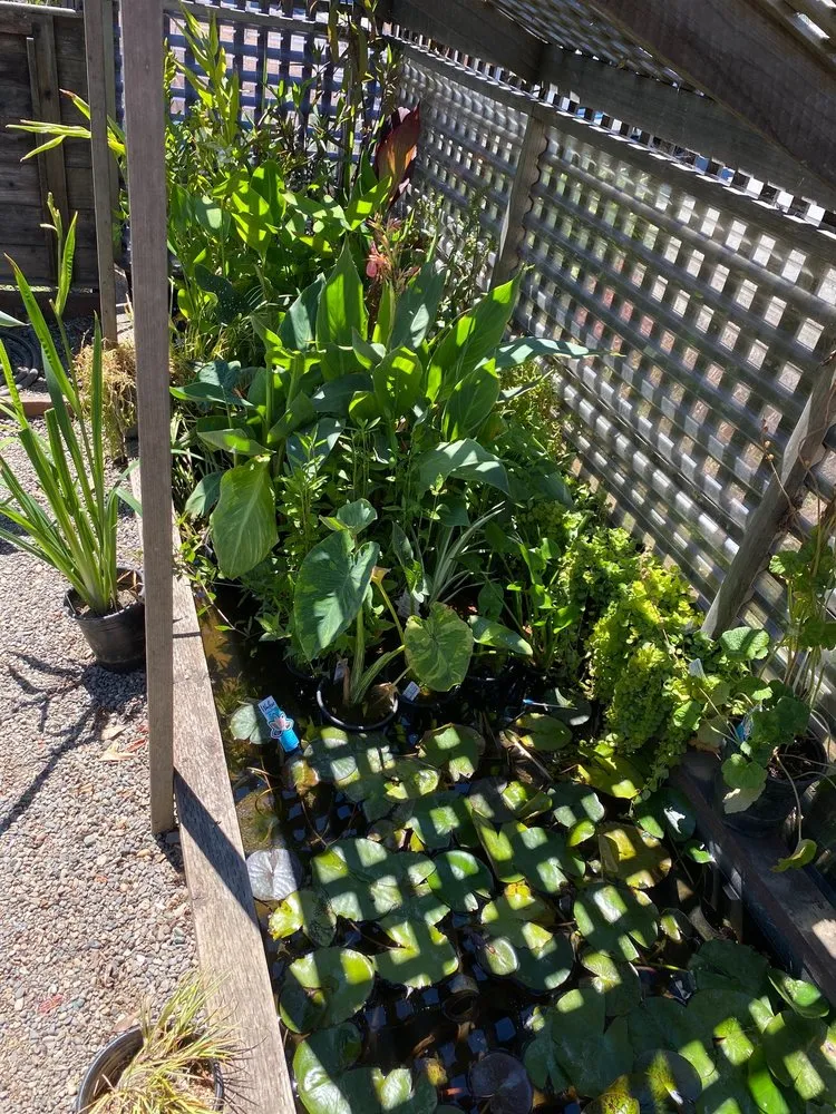 Reliable lawn mowing service in San Rafael, CA by Yellow Lotus Water Gardens