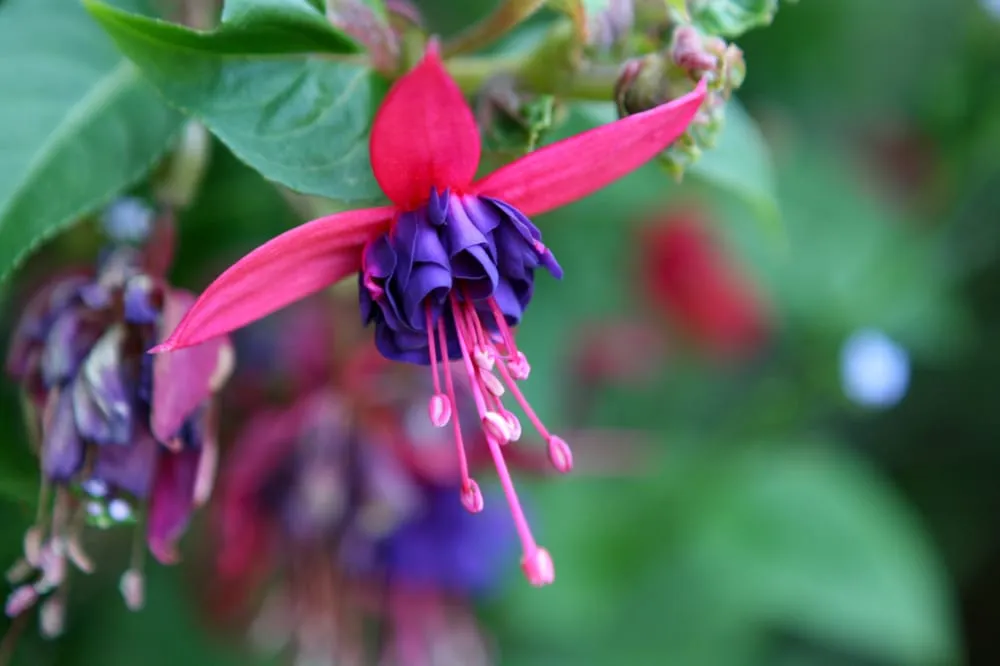 Trusted yard cleanup service in San Jose, CA - Yellow Petal