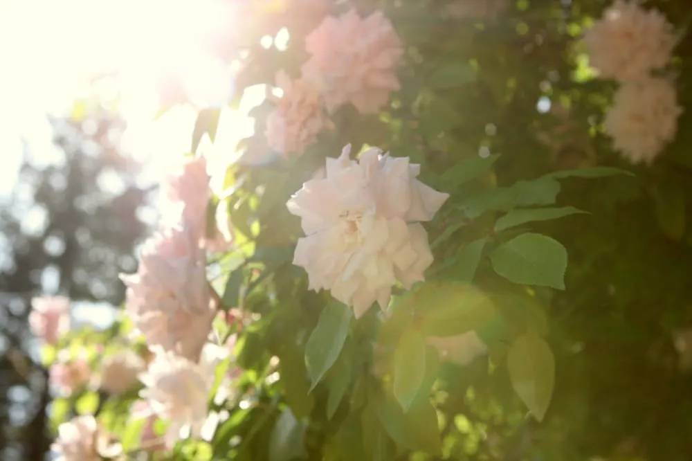 Reliable garden landscaping in San Jose, CA - Yellow Petal