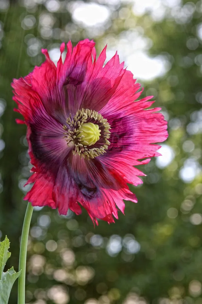 Local lawn care service experts serving San Jose, CA - Yellow Petal