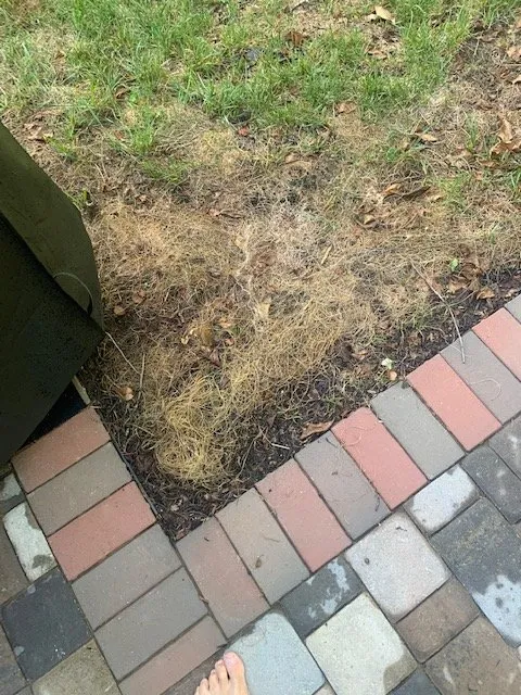 Expert lawn mowing service in Powell, TN - Yellow Rose Landscaping