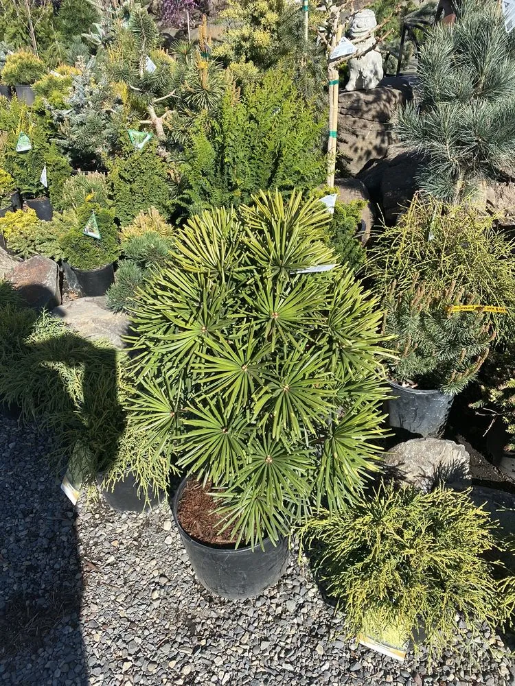 Professional lawn care service in Prosser, WA - Yellow Rose Nursery