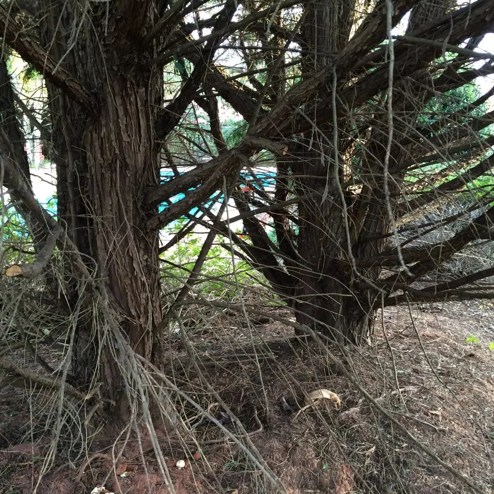 Top-rated lawn mowing service experts serving Wetumpka, AL - Yellowhammer Landscaping