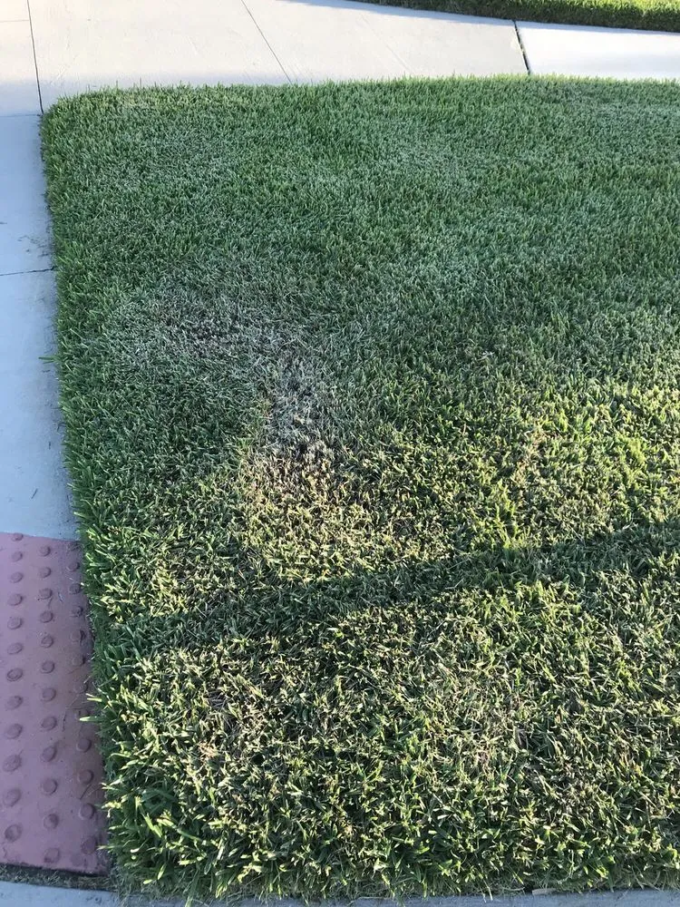 Reliable residential landscaping for year-round maintenance in Bradenton, FL by Yellowstone Landscape