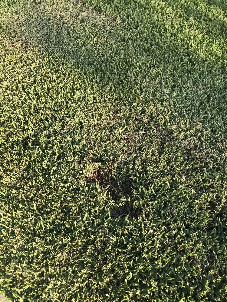 Local yard maintenance in Bradenton, FL by Yellowstone Landscape