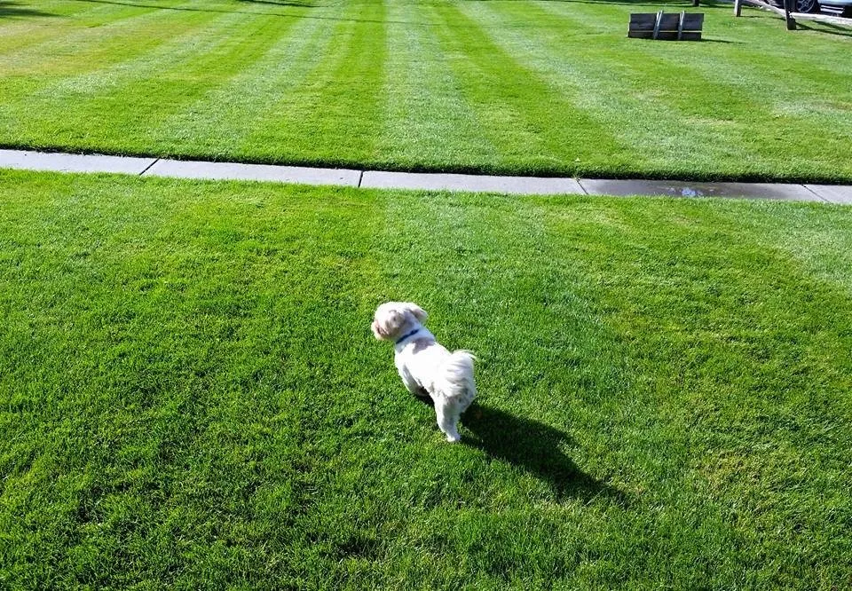 Custom landscape design in Billings, MT by Yellowstone Lawn Service