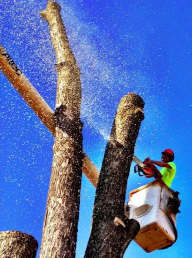 Custom yard maintenance experts serving Altadena, CA - Yepez Services