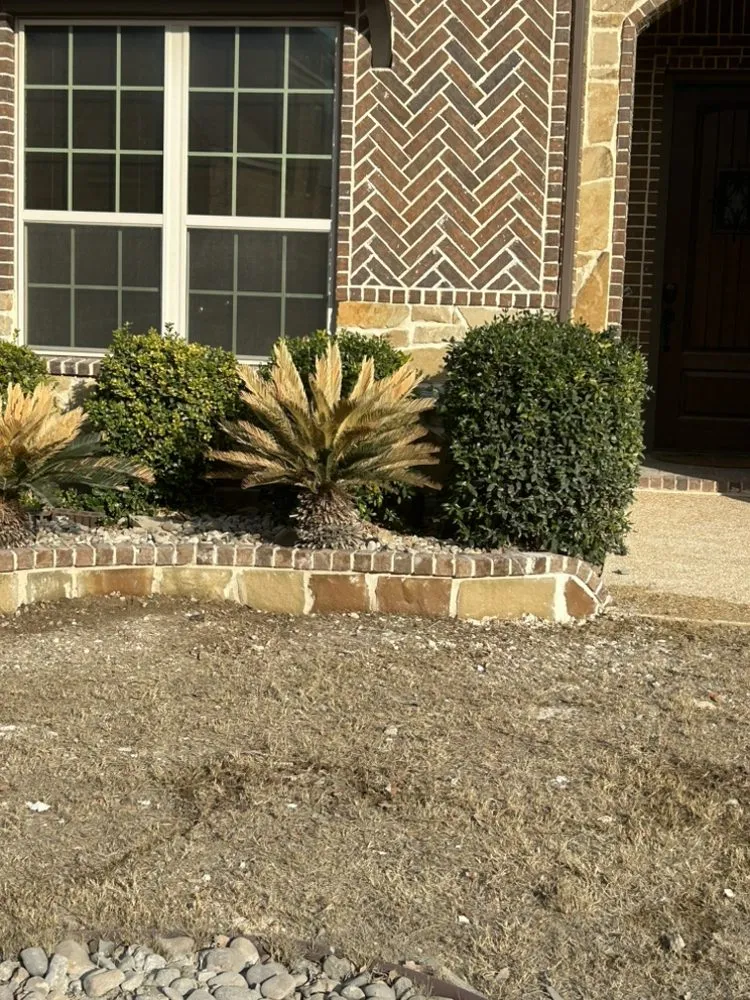 Top-rated landscaping services for homes in San Antonio, TX by Yepez Yard Masters