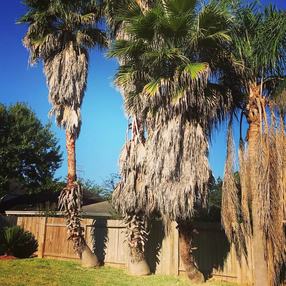 Custom yard cleanup service in Pearland, TX by Yes Landscaping