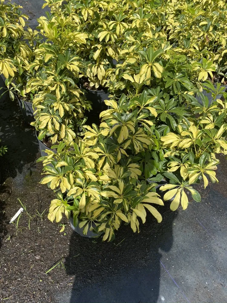 Professional landscaping services with custom design across Daventport, FL - Yeshua Landscaping