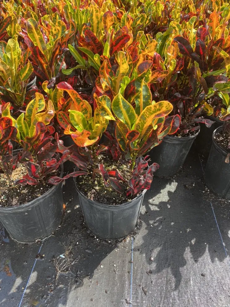 Custom landscape installation in Daventport, FL - Yeshua Landscaping