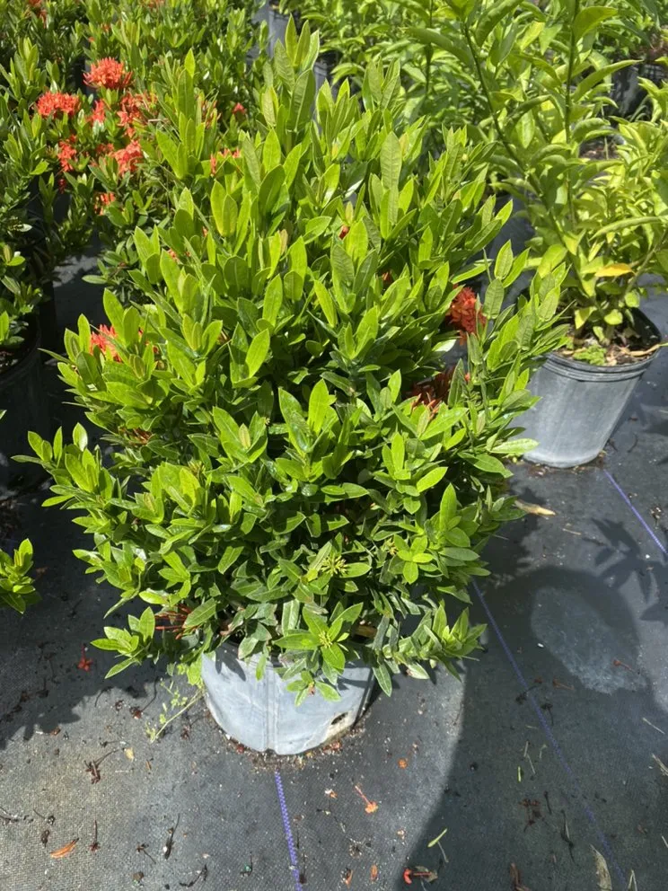 Top-rated landscaping services for residential properties across Daventport, FL - Yeshua Landscaping