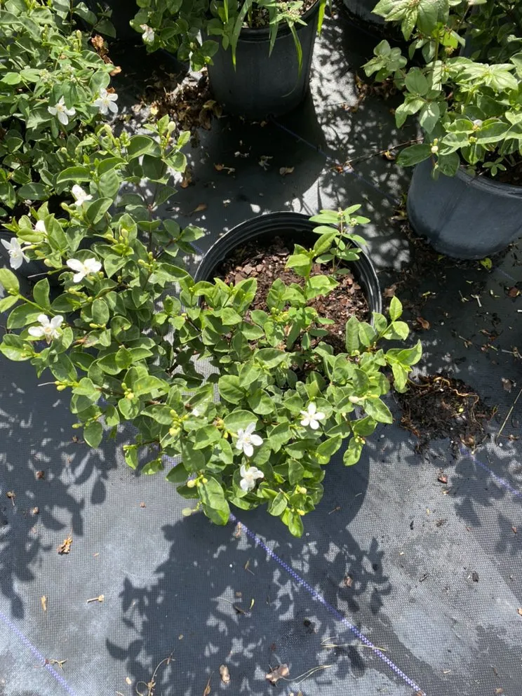 Trusted garden landscaping near you across Daventport, FL - Yeshua Landscaping