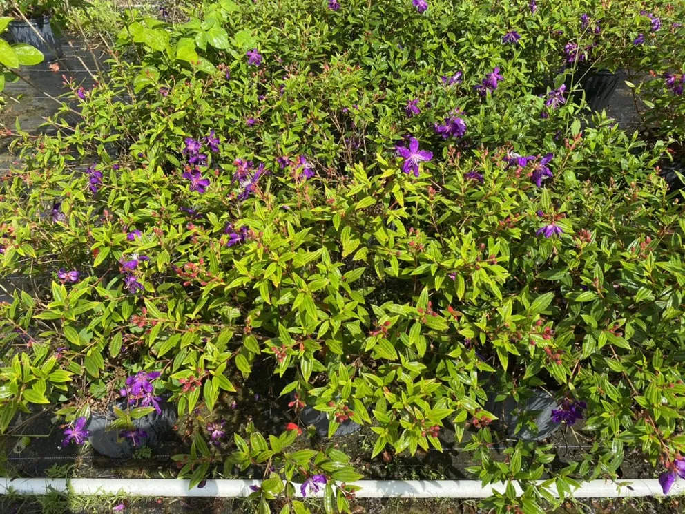 Expert landscape installation in Daventport, FL by Yeshua Landscaping