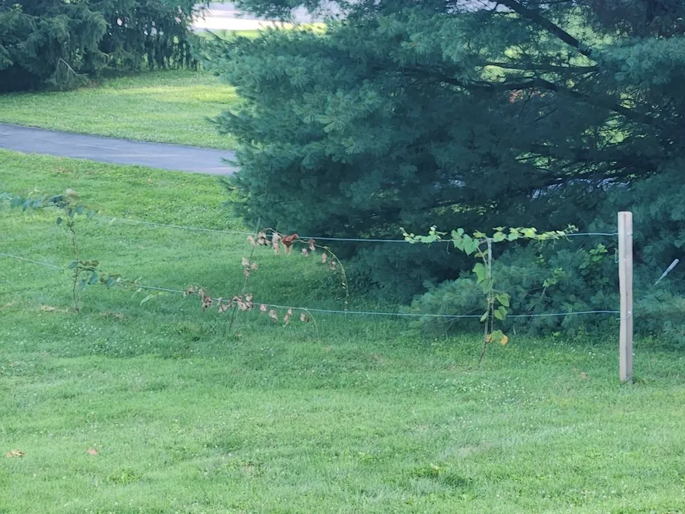 Local yard cleanup service in Hagerstown, MD by Yetter's Lawn Care