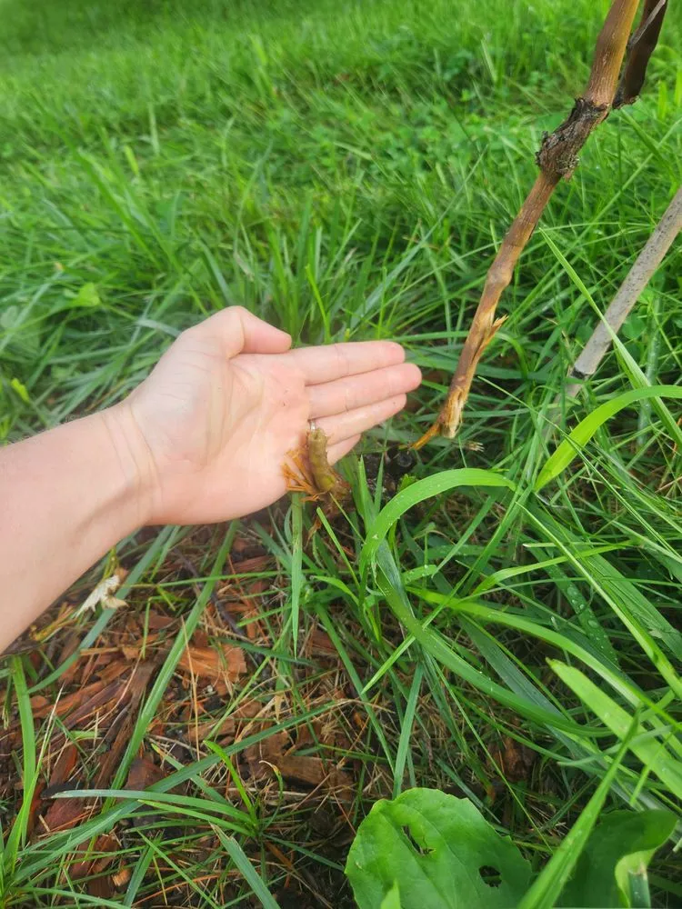 Reliable yard maintenance for residential properties in Hagerstown, MD by Yetter's Lawn Care