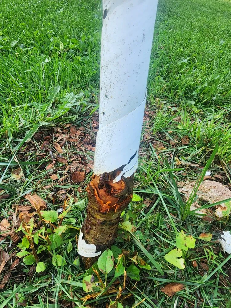 Affordable landscape installation for beautiful yards in Hagerstown, MD by Yetter's Lawn Care