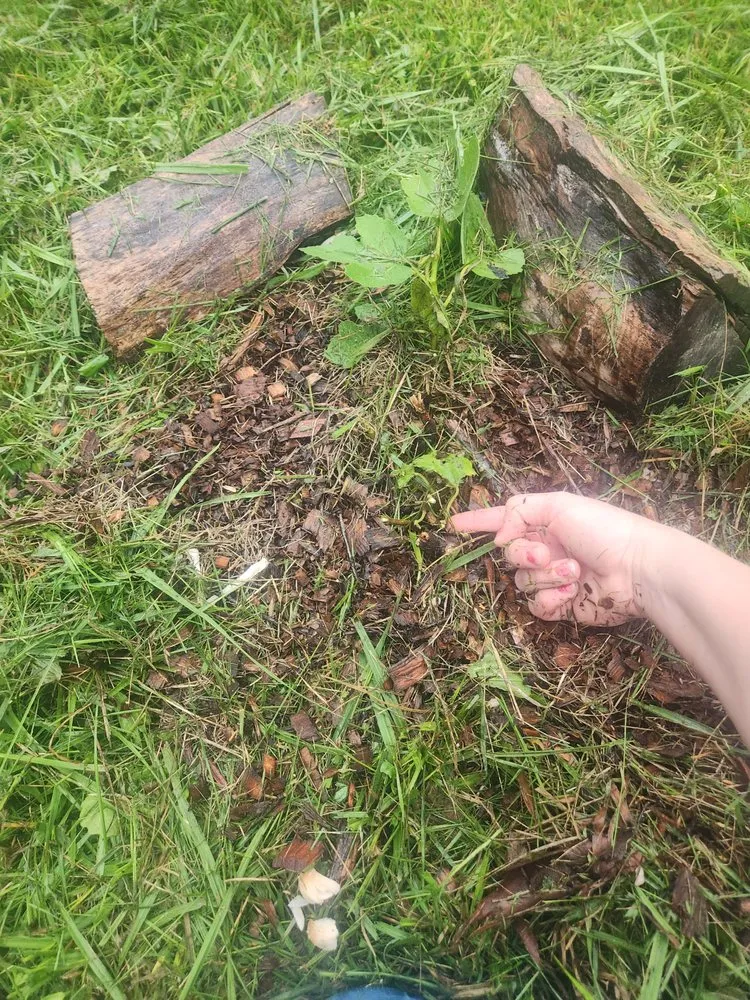 Trusted yard cleanup service in Hagerstown, MD - Yetter's Lawn Care