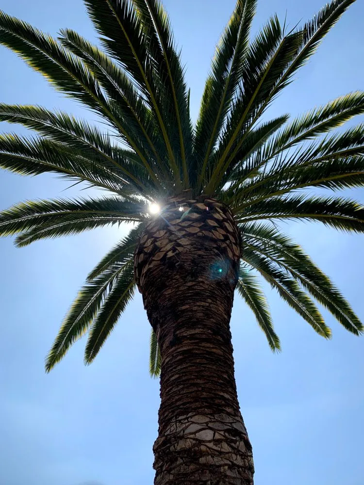 Affordable yard cleanup service with custom design in Garden Grove, CA by YG Lawn Care