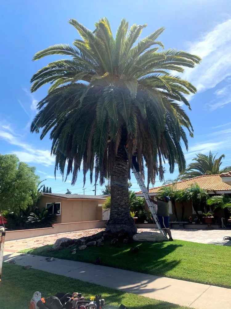 Local landscaping services in Garden Grove, CA by YG Lawn Care