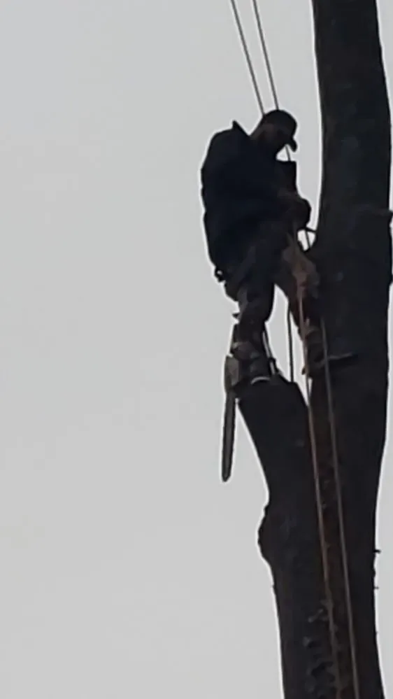 Affordable lawn mowing service for beautiful yards in Baltimore, MD by Yibo Landscaping