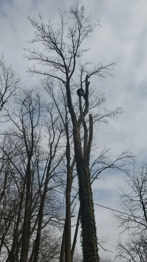 Local landscaping services experts serving Baltimore, MD - Yibo Landscaping