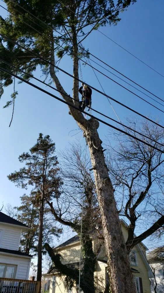 Affordable lawn mowing service in Baltimore, MD by Yibo Landscaping